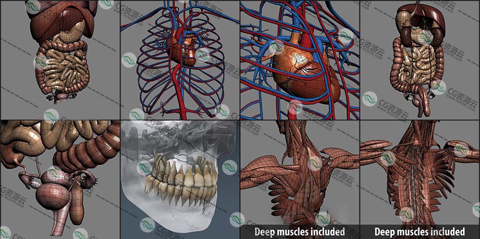 3d模型人类男性和女性完整的解剖人体器官肌肉心脏内脏脉络骨骼生物